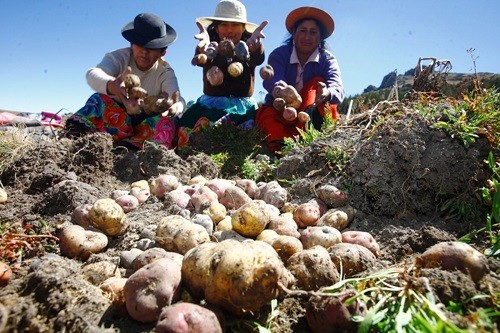 Producción de papa creció 3,8% en mayo de 2017