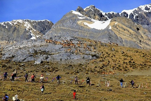 Más de 500 visitantes recibió tradicional Chaccu de Vicuñas de la Reserva Paisajística Nor Yauyos Cochas