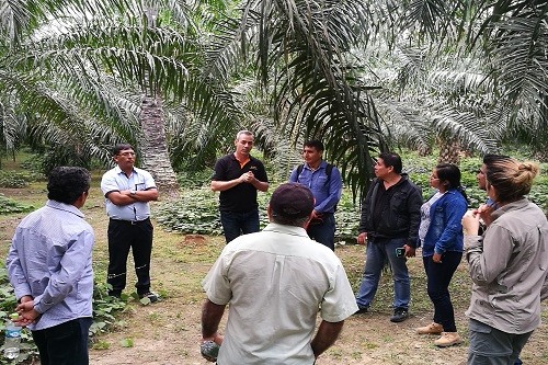 La verdad sobre el aceite de palma y la garantía del RSPO