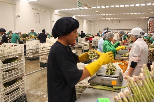 Agroexportaciones peruanas ascendieron a us$ 2 mil 363 millones