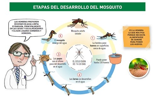 Jóvenes y niños de Villa El Salvador recibirán talleres educativos para la prevención de picaduras de mosquitos