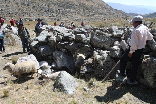 SERNANP busca disminuir sobrepastoreo en Parque Nacional Huascarán mediante monitoreo de ganado
