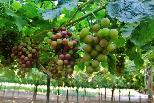 Agroexportaciones peruanas a Indonesia crecen 261%