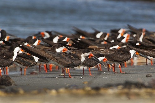 En noviembre vuelve el Festival de Aves Migratorias en la Reserva Nacional de Paracas