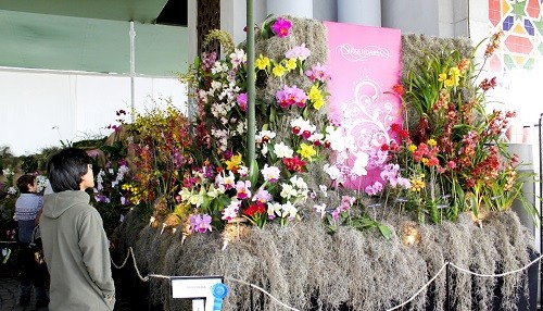 XII Festival Internacional de Orquídeas exhibirá más de 800 ejemplares