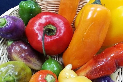 Pasco es la tercera región productora de capsicum en Perú