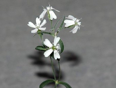 Científicos reviven una flor de la Edad de Hielo Científicos reviven una flor de la Edad de Hielo