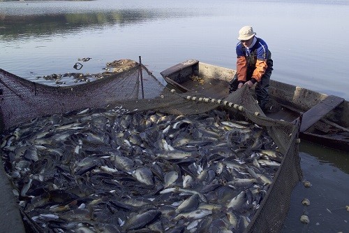 Exportaciones de pesca se recuperan