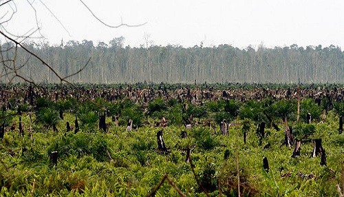 Bosques de Indonesia siguen amenazados por la industria del aceite de palma, según investigación de Greenpeace