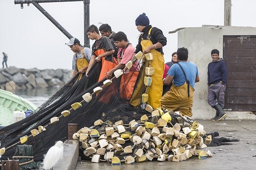 Más de 500 pescadores artesanales en Pisco mejoran sus ingresos gracias a proyecto de cultivo de conchas de abanico