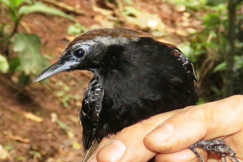 San Martín: Descubren una nueva especie de ave endémica 'Hormiguero de la Cordillera Azul'
