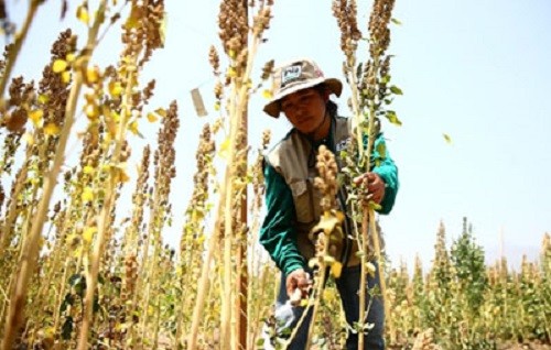 Perú se mantiene como primer productor y exportador mundial de quinua, superando a Bolivia