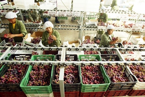 Uva peruana suma cerca de US$ 272 millones en el exterior