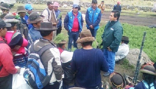 MINAGRI sembró 300 mil plantones de pino en cuencas altas de Ayacucho