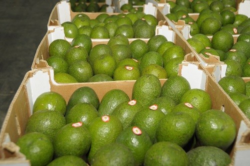 Agroexportaciones peruanas ascendieron a us$ 5 mil 184 millones