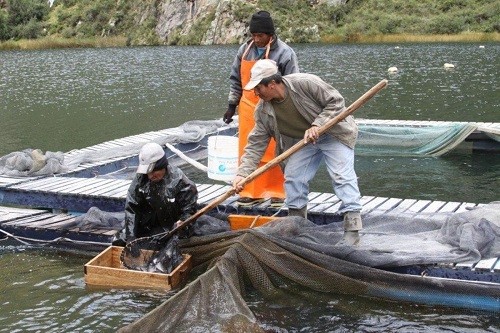 Envío de trucha peruana sigue en alza