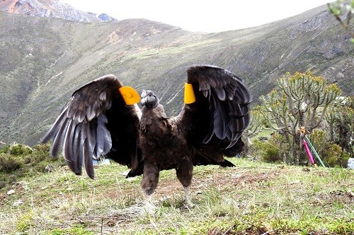 SERNANP: Liberan exitosamente cóndor andino en la Reserva Paisajística Nor Yauyos Cochas