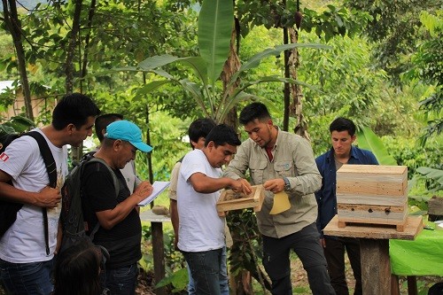 Guardaparques del Bosque de Protección Alto Mayo se capacitan en manejo de abejas nativas