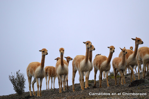 ¿Vicuñas en el Chimborazo?