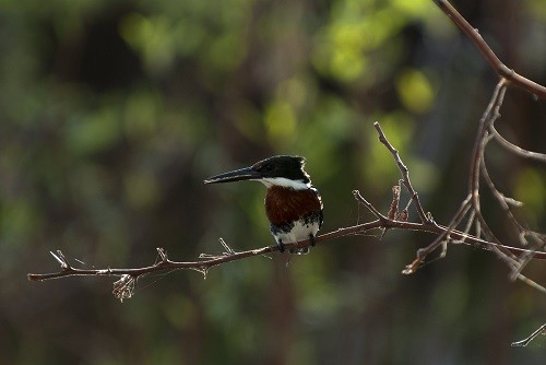 Piura: Hasta el 2020 renuevan acuerdo con ganaderos para aprovechamiento de pastos naturales en el Coto de Caza El Angolo