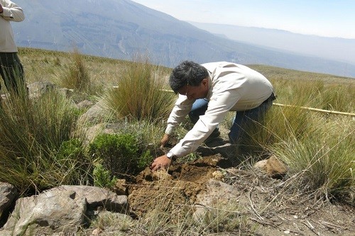 Arequipa: Recuperan bosque de Queñual en la Reserva Nacional de Salinas y Aguada Blanca