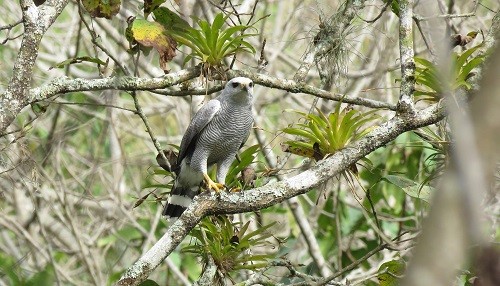 Registran nuevas especies de aves en el Parque Nacional Cerros de Amotape