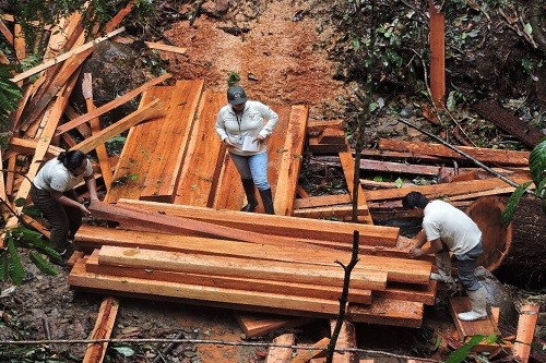 Detienen actividades de tala ilegal al interior del Bosque de Protección San Matías San Carlos