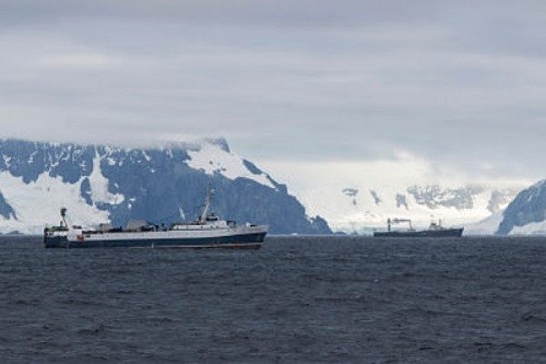 Greenpeace revela 'la lucha por la comida' entre la industria pesquera y los pingüinos y ballenas de la Antártida