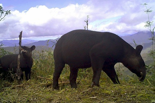 El tapir andino es el nuevo protagonista de la nueva moneda de S/ 1, conoce cómo se conserva esta especie