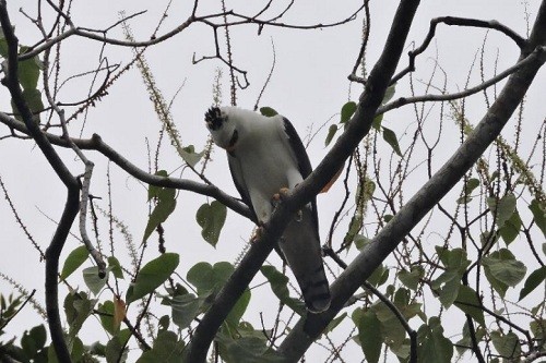 Primer registro documentado del águila blanca y negra en Perú se realiza en la Reserva Nacional Allpahuayo Mishana
