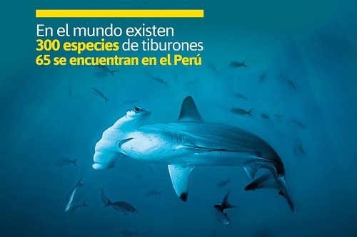 MINAM promueve fortalecimiento de capacidades para la gestión sostenible de los tiburones en el Perú