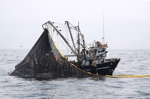 SNP: Derechos de pesca solo representan el 27% de aportes que realiza industria pesquera al Estado