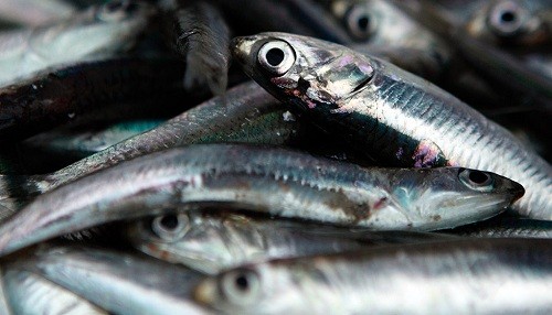 Precisiones en torno a la ley de cuotas de pesca