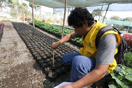 Más de 40 mil plantas mensuales producen viveros de la MML en beneficio de todos los vecinos