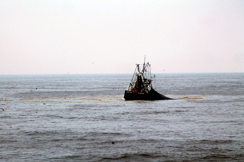 SNP: Primera temporada de pesca de anchoveta impulsa crecimiento de economía peruana en abril