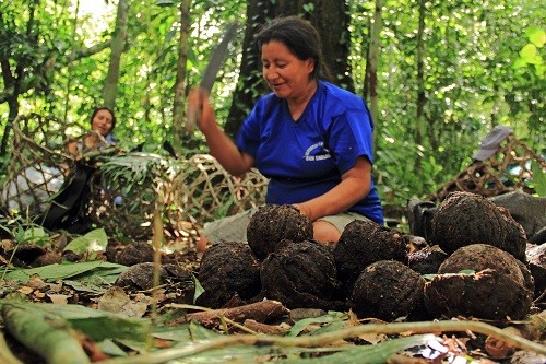 Se inicia proyecto para aprovechamiento y ordenamiento de castaña que beneficia a 650 familias de RN Tambopata