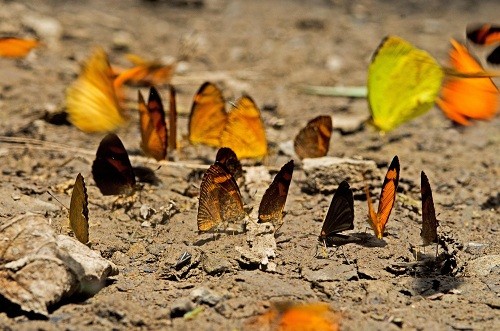 Mariposario en Parque Nacional Sierra del Divisor se convertirá en nueva alternativa económica en Ucayali