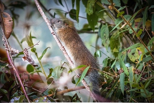 Rara especie de roedor es registrada en el Santuario Histórico de Machupicchu luego de 10 años
