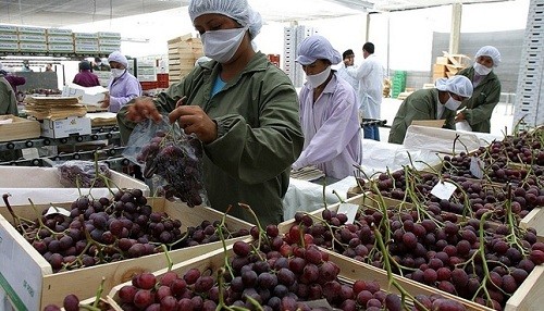 Agroexportaciones a la Unión Europea marcan récord histórico al primer semestre del 2018