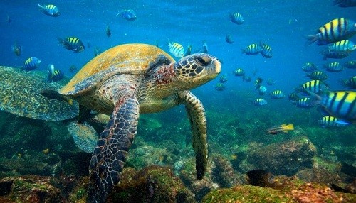 Las islas galápagos, un paraíso en la mitad del mundo
