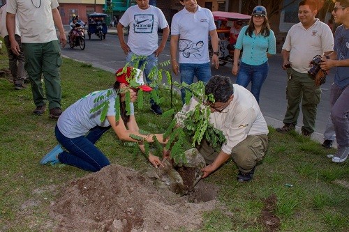 Reservas Nacionales Pacaya Samiria y Allpahuayo Mishana reforestan con árboles nativos la ciudad de Iquitos