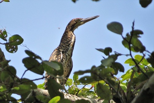 Una nueva especie de ave es identificada por primera vez en el Parque Nacional Cerros de Amotape de Tumbes