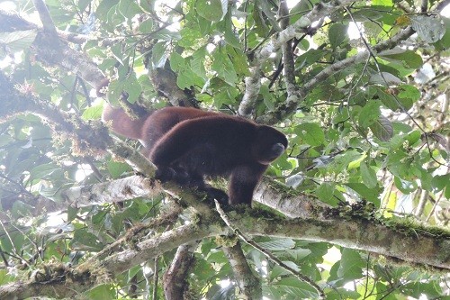 Conoce la nueva Área de Conservación Privada de la región Amazonas