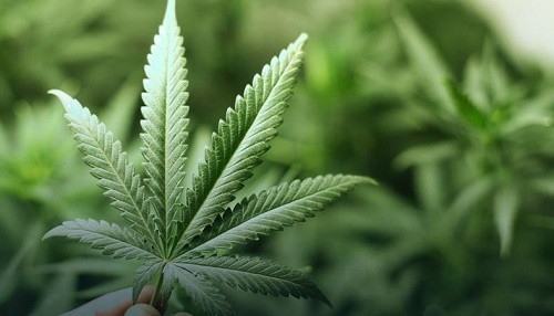 En Canadá, la marihuana recreativa recibe luz verde