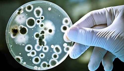 Superbacterias podrían 'matar a millones' en 2050