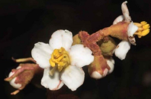 Seis nuevas especies de plantas se han descubierto en el Parque Nacional Yanachaga Chemillén