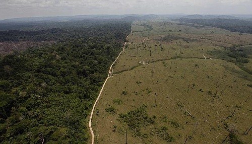 Brasil: la deforestación de la selva amazónica alcanzó su tasa más alta