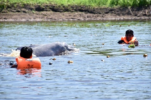 Reserva Nacional Pacaya Samiria culminará en marzo monitoreo satelital a delfines de río