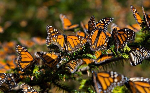 La población de mariposas monarcas aumentó 144% en los invernaderos de México