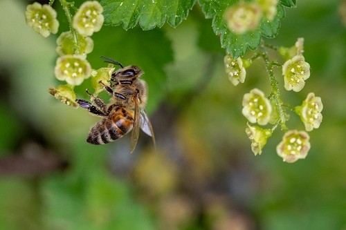 La población mundial de insectos podría desaparecer dentro de 100 años